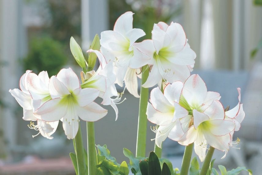 amaryllis picotee