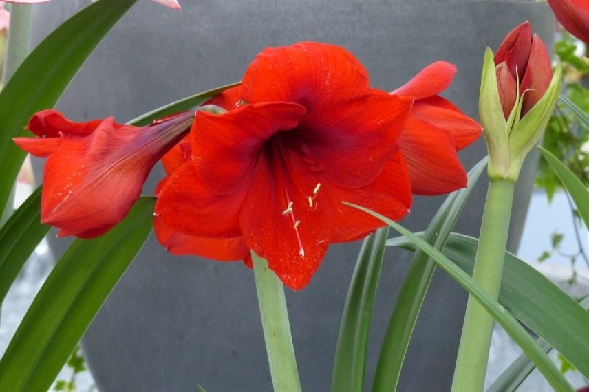 Amaryllis red lion