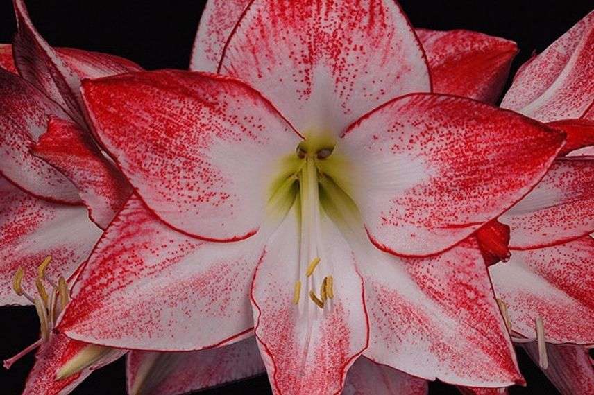 amaryllis spotlight