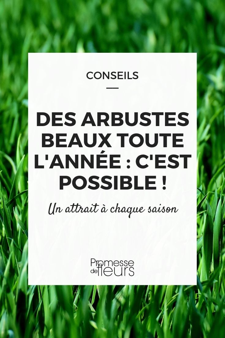 arbustes beaux toute l'année