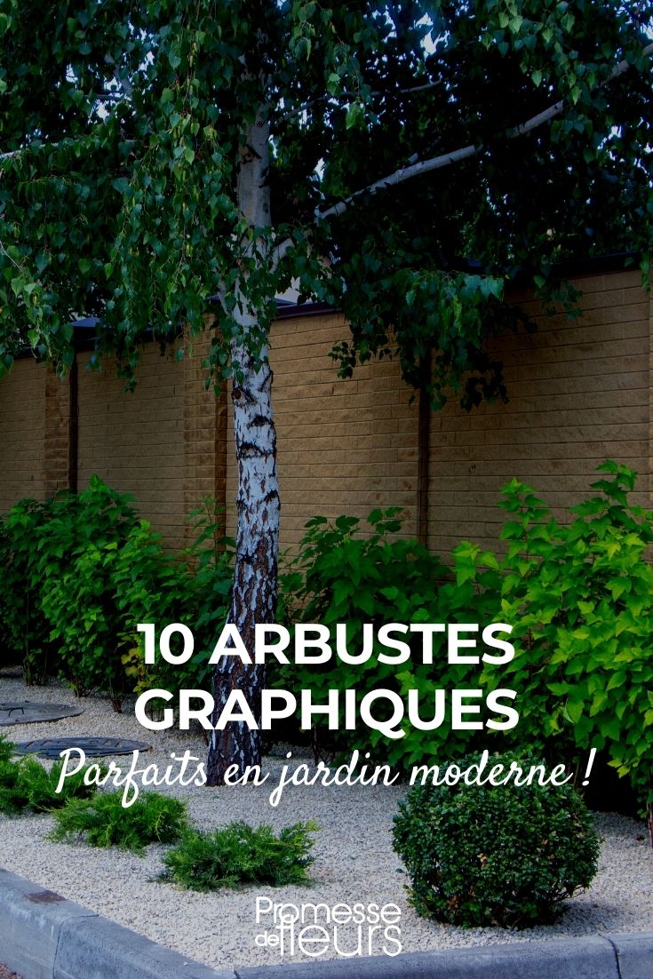 10 arbustes pour un jardin moderne