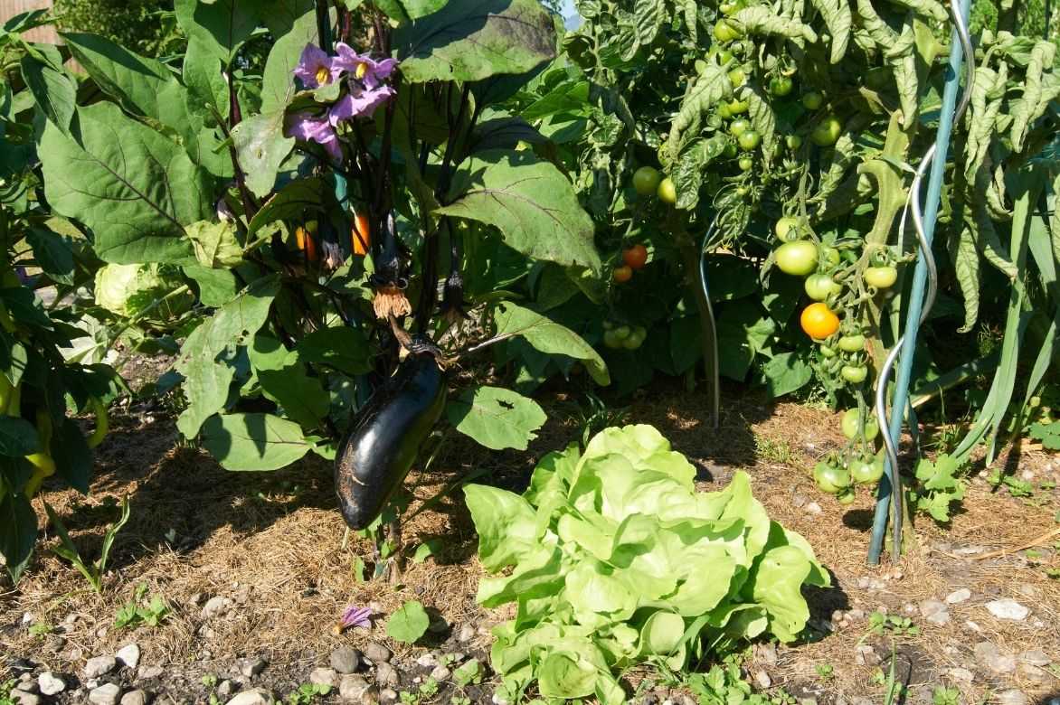 aubergine association potager