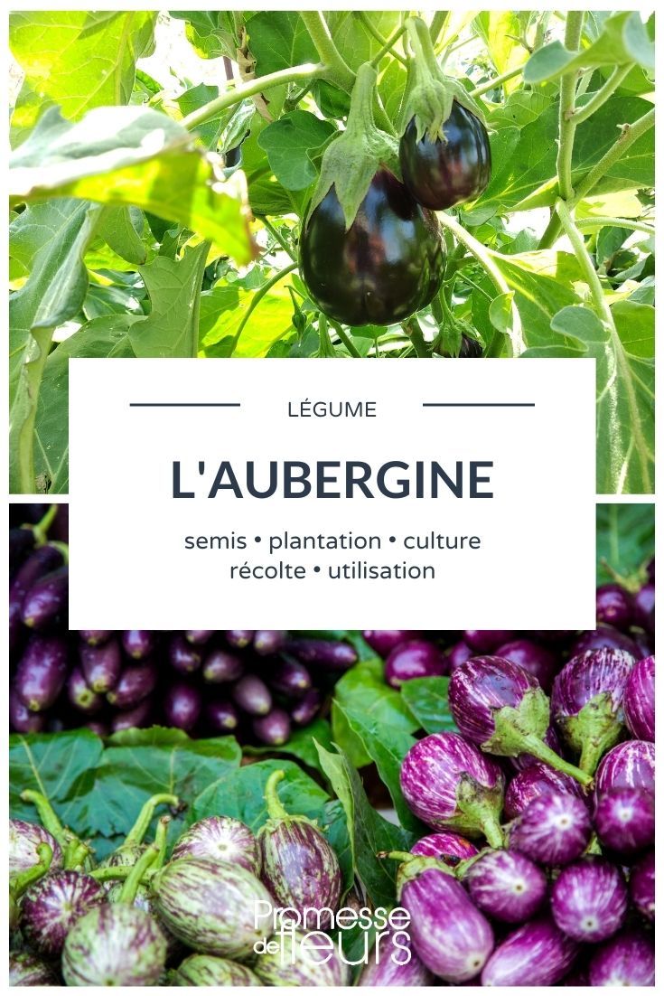 aubergine tout savoir