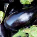 Aubergine : culture, récolte, semis