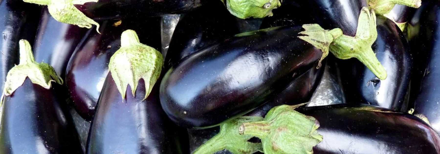 Aubergine : culture, récolte, semis