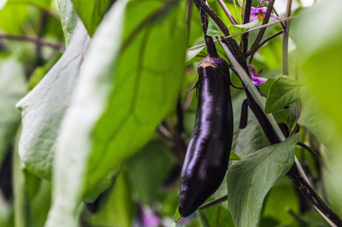 aubergine