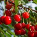 Cerisier : les meilleures variétés