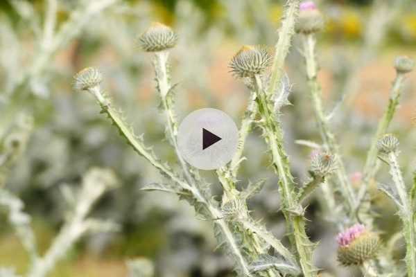 L'Onopordum acanthium : un chardon spectaculaire