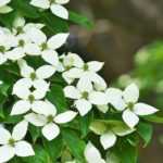 Cornus kousa, Cornouiller du Japon : choisir, planter et entretenir