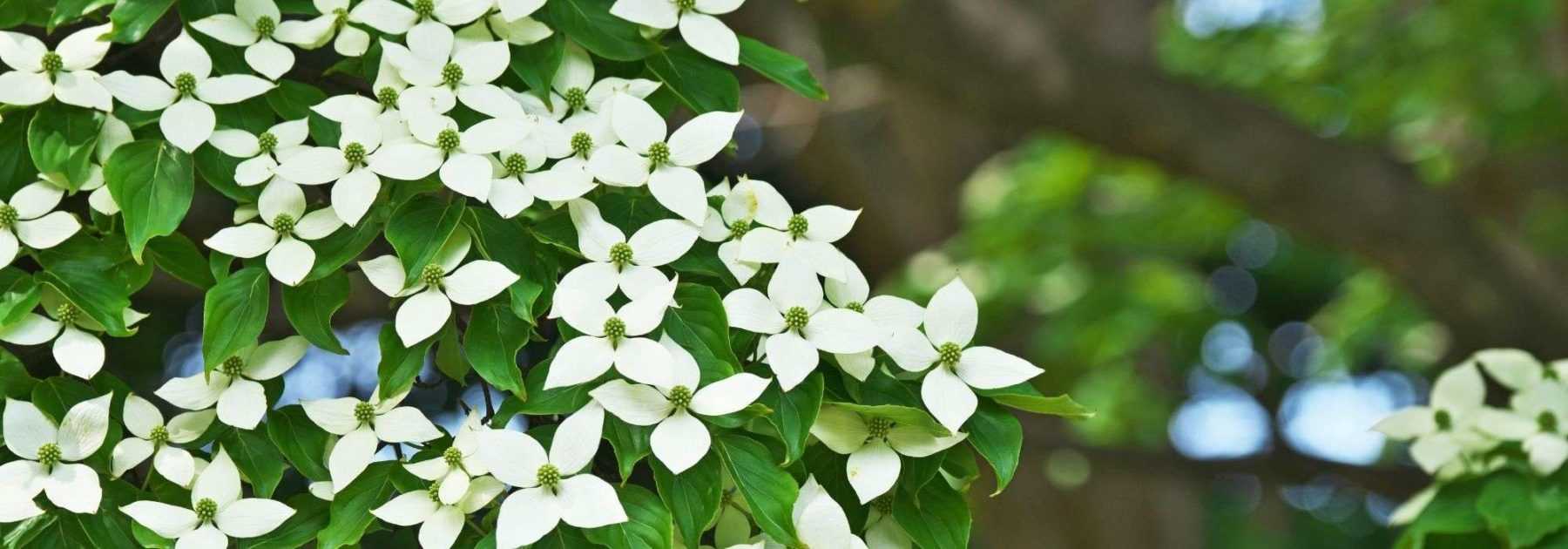 Cornus kousa, Cornouiller du Japon : choisir, planter et entretenir