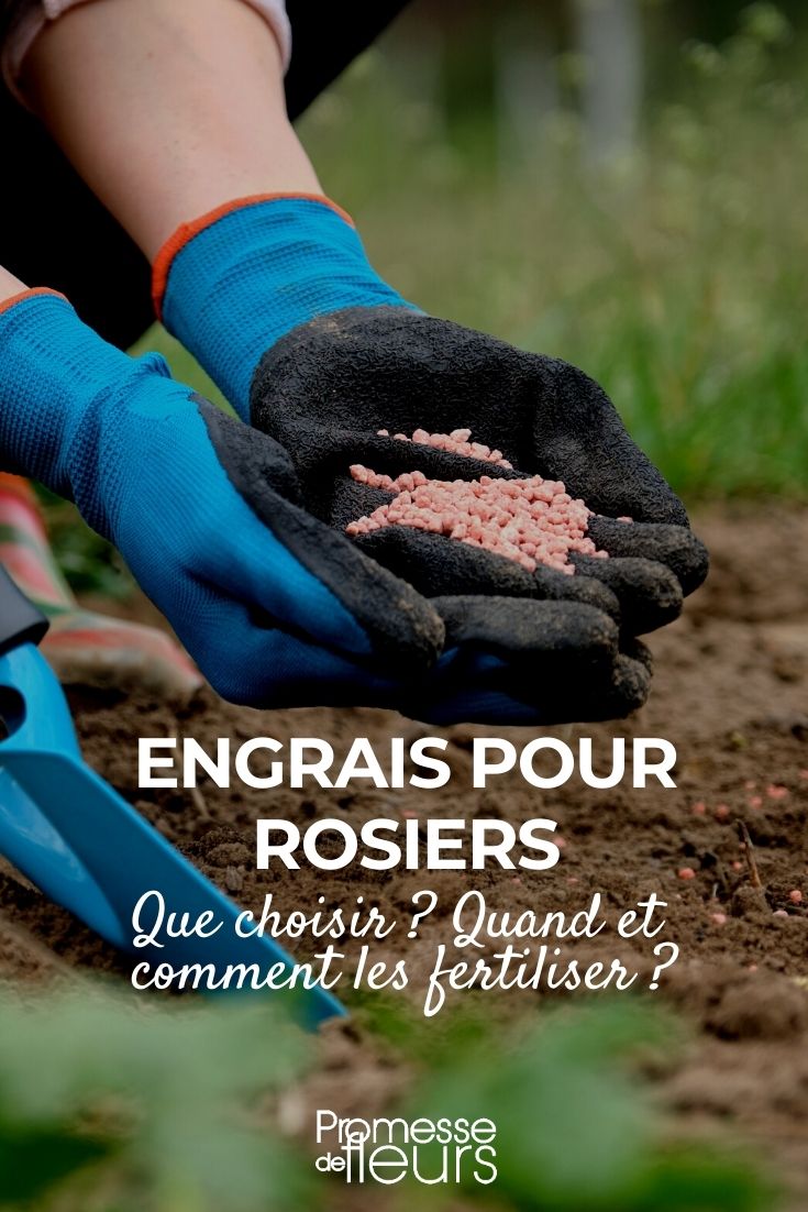 Rosiers : quand, comment et avec quel engrais les fertiliser ?