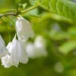 Halesia, Arbre aux cloches d'argent : planter, cultiver