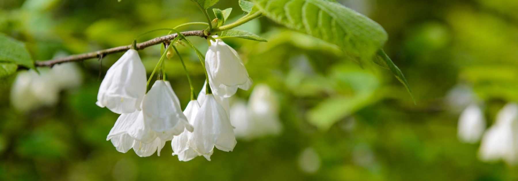 Halesia, Arbre aux cloches d'argent : planter, cultiver