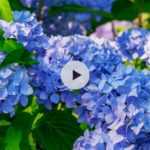 Comment avoir un hortensia bleu au jardin ?