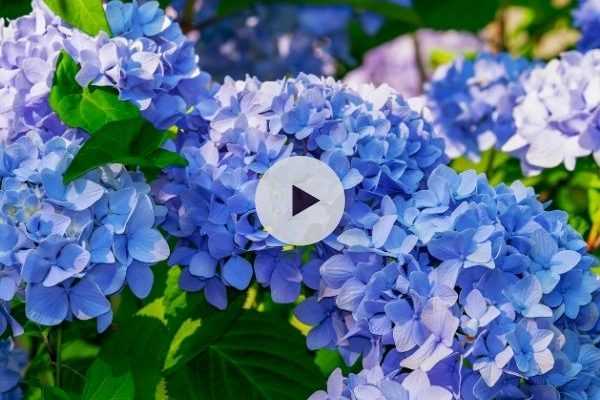 Comment avoir un hortensia bleu au jardin ?