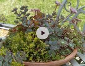 Idées déco avec des plantes grasses