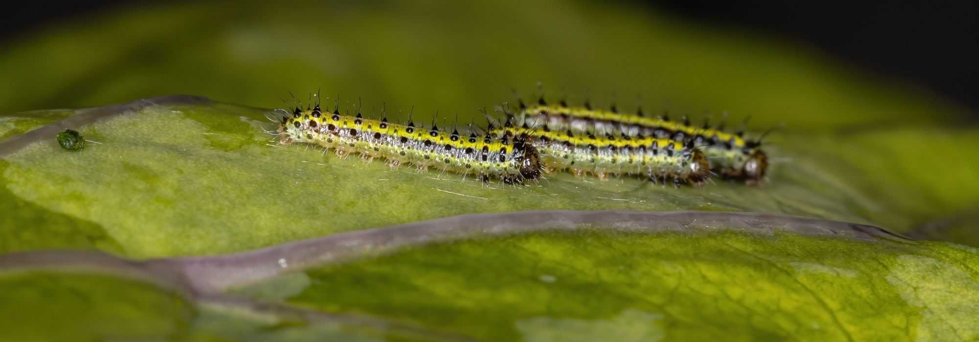 Insecticides bio et naturels : qui sont-ils et comment les utiliser ?