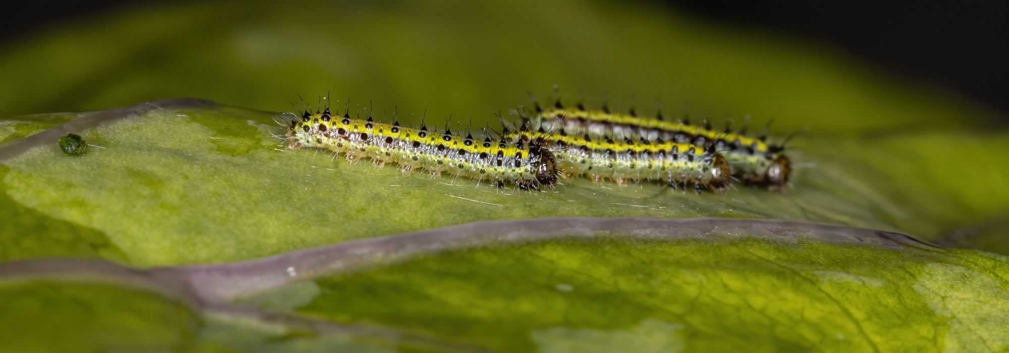 Insecticide puissant contre les araignées