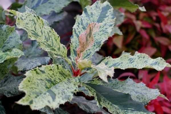 J'aime/J'aime pas : Le Photinia 'Pink Crispy'