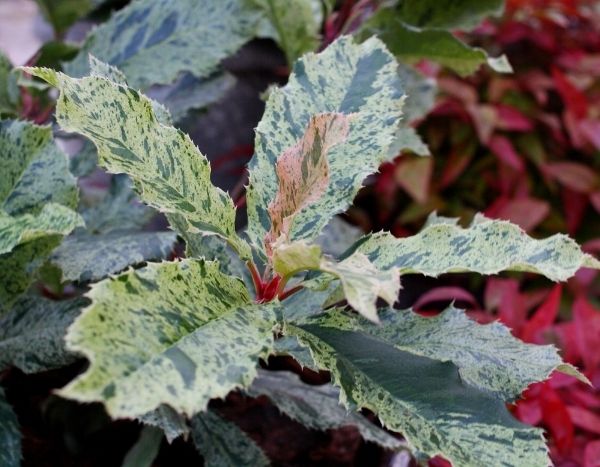 J'aime/J'aime pas : Le Photinia 'Pink Crispy'