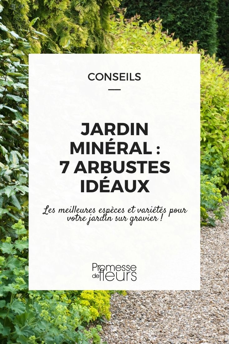 jardin minéral, quels arbustes planter ?