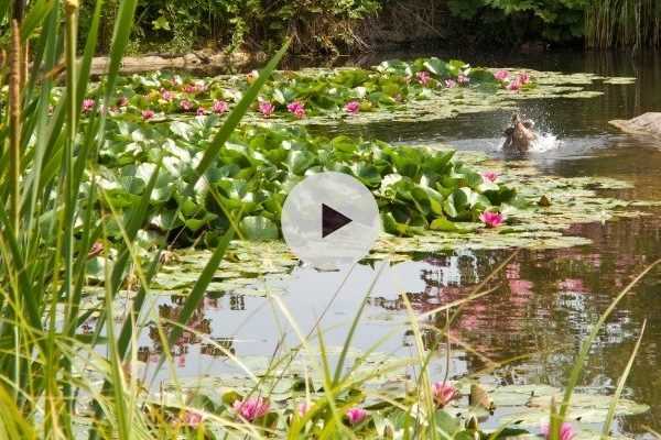 Une mare pour la biodiversité