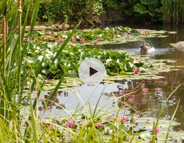 Une mare pour la biodiversité