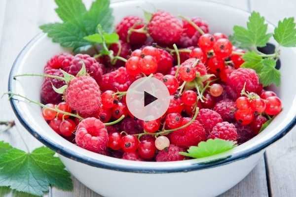 Petits fruits rouges : faites une haie gourmande au jardin !