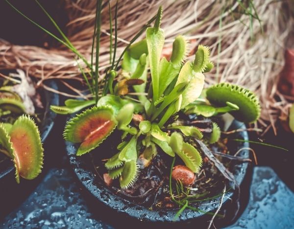 Une plante carnivore : c'est quoi ?