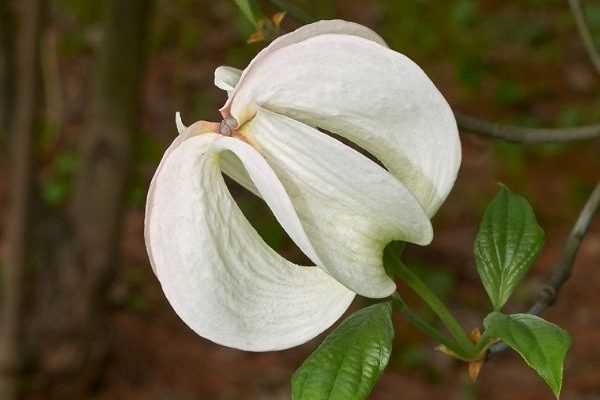 Qu'est-ce qu'une plante rare ?