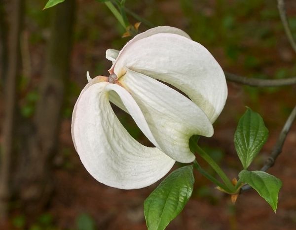 Qu'est-ce qu'une plante rare ?