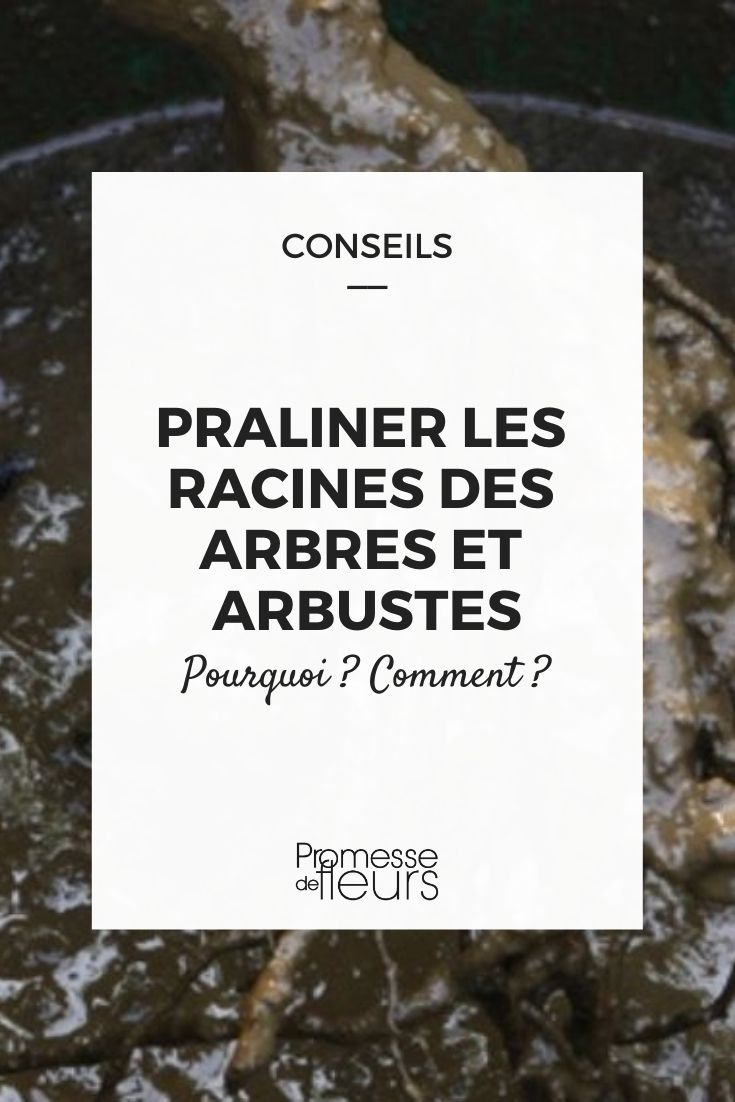 praliner les racines des arbres et arbustes avant plantation