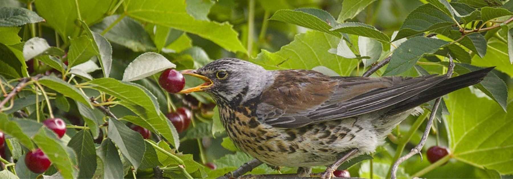 Protège cahier Oiseaux