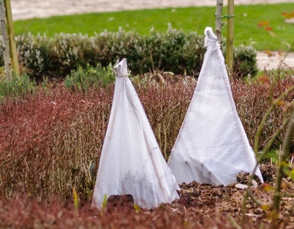 Comment installer un voile d'hivernage ? - Promesse de Fleurs