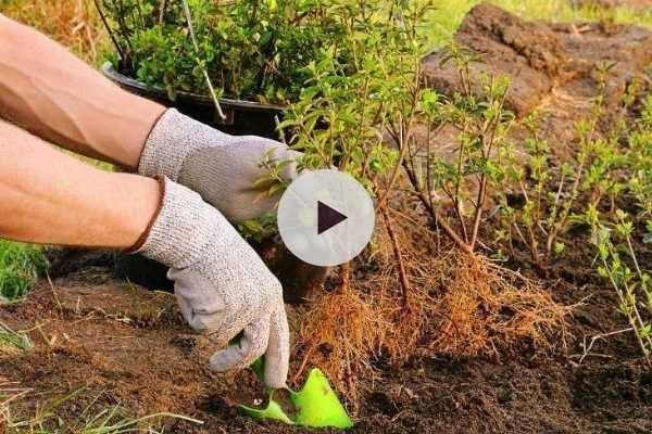 Planter en racines nues, bonne ou mauvaise idée ?