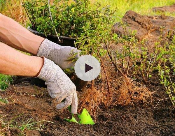 Planter en racines nues, bonne ou mauvaise idée ?