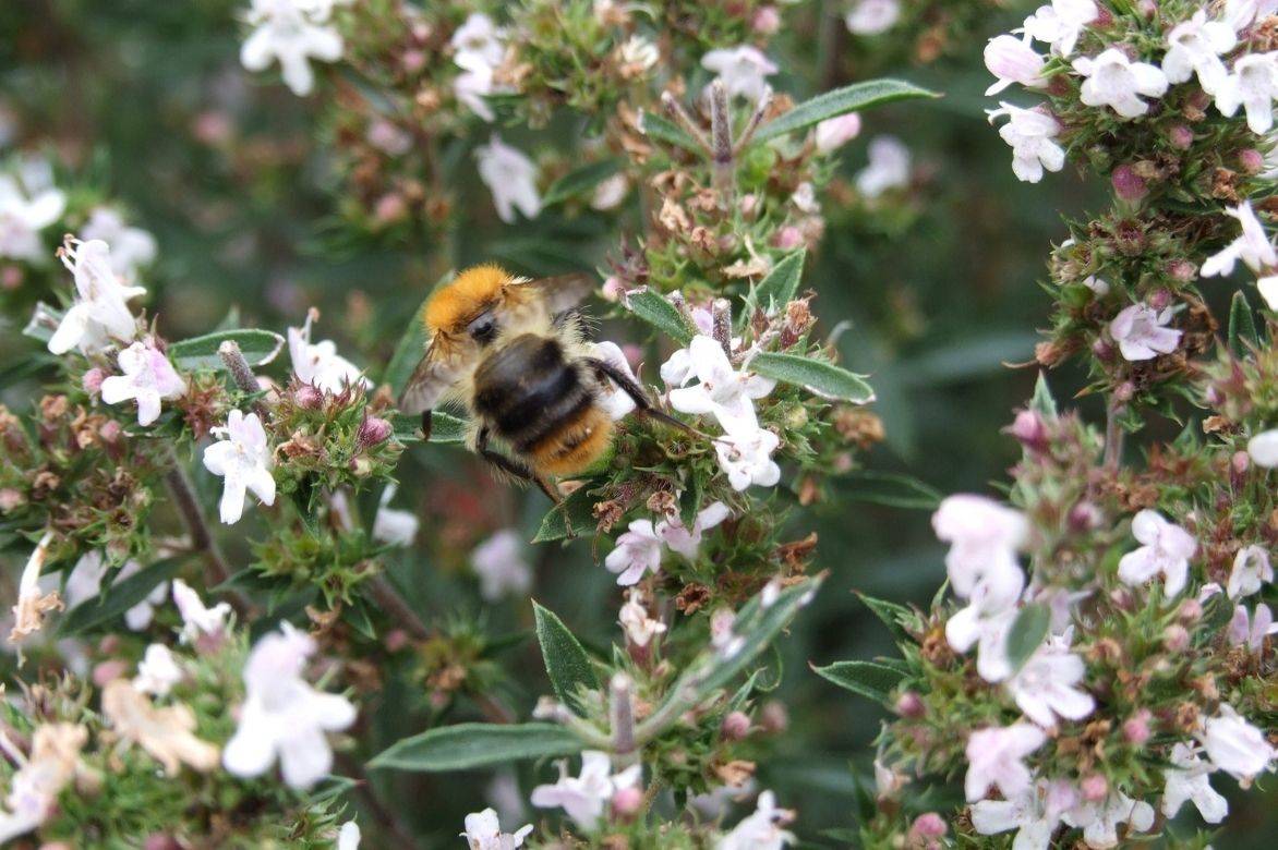 sarriette fleurs mellifères