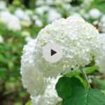 Quels Hortensias choisir en sol calcaire ?