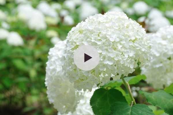 Quels Hortensias choisir en sol calcaire ?