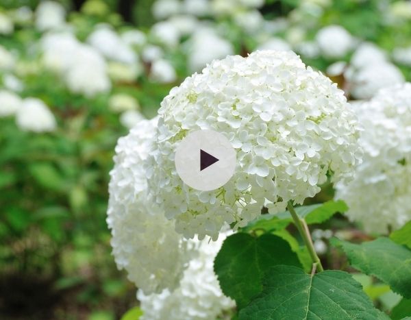 Quels Hortensias choisir en sol calcaire ?