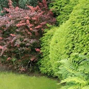 Utiliser les arbustes à feuillage persistant au jardin