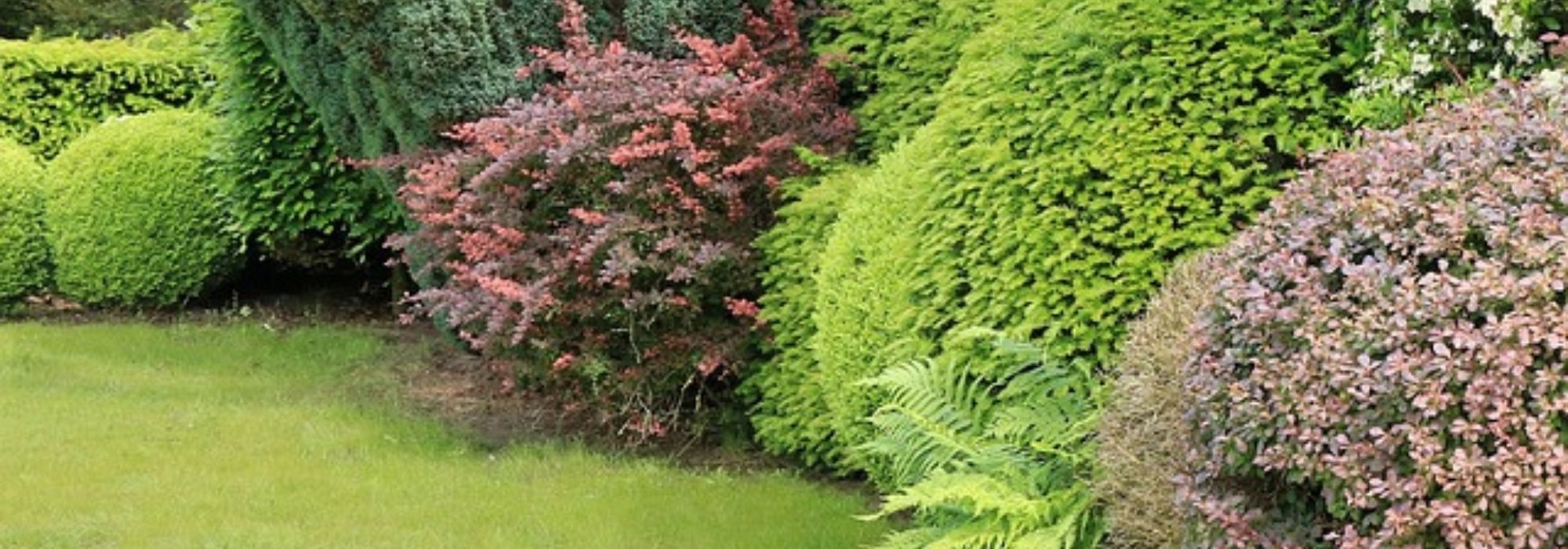 Utiliser les arbustes à feuillage persistant au jardin
