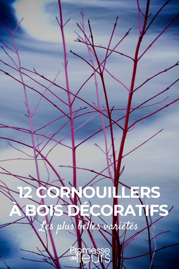 12 cornouillers à bois décoratif