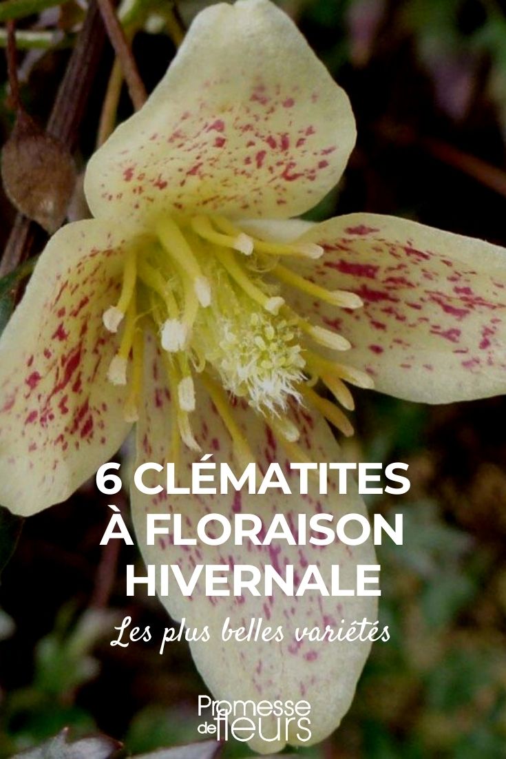 6 clématites à floraison en hiver