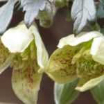 6 clématites à floraison hivernale