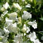 7 idées de massifs pour jardin blanc