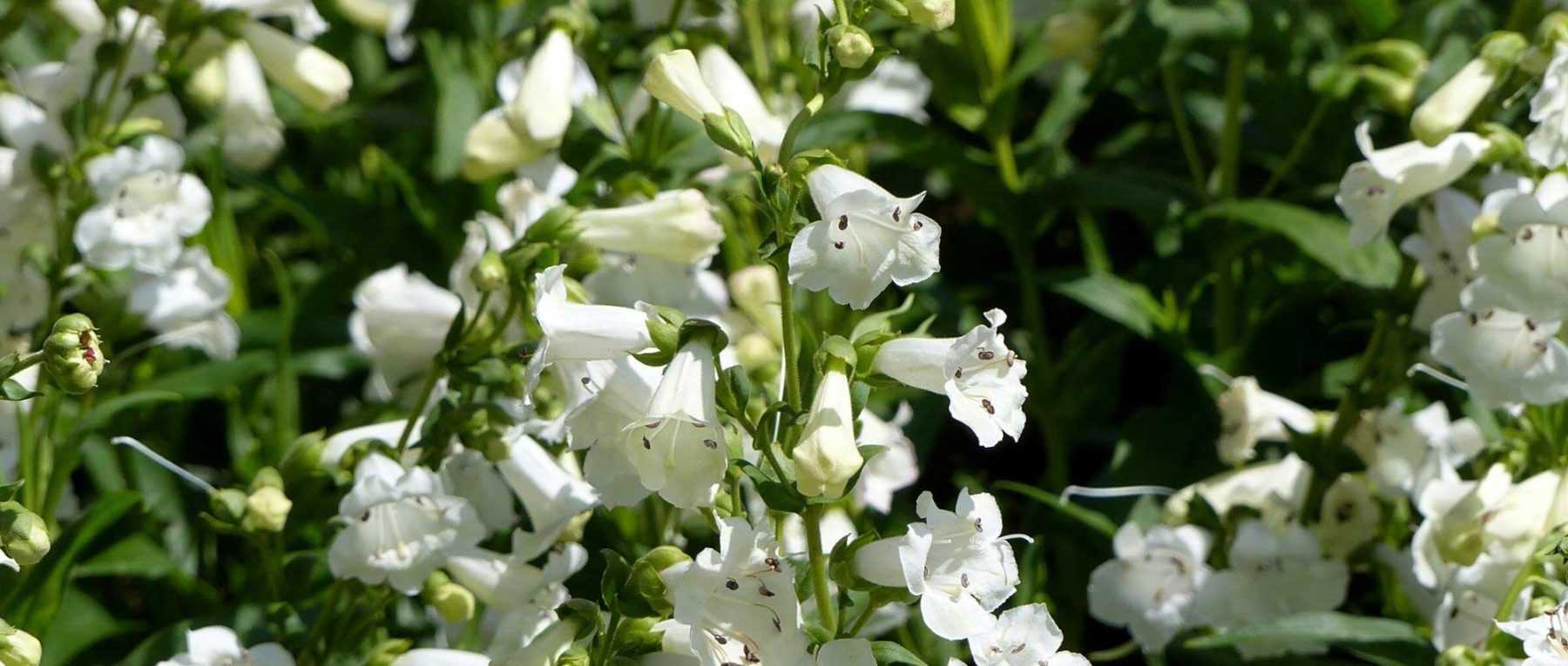 7 idées de massifs pour jardin blanc