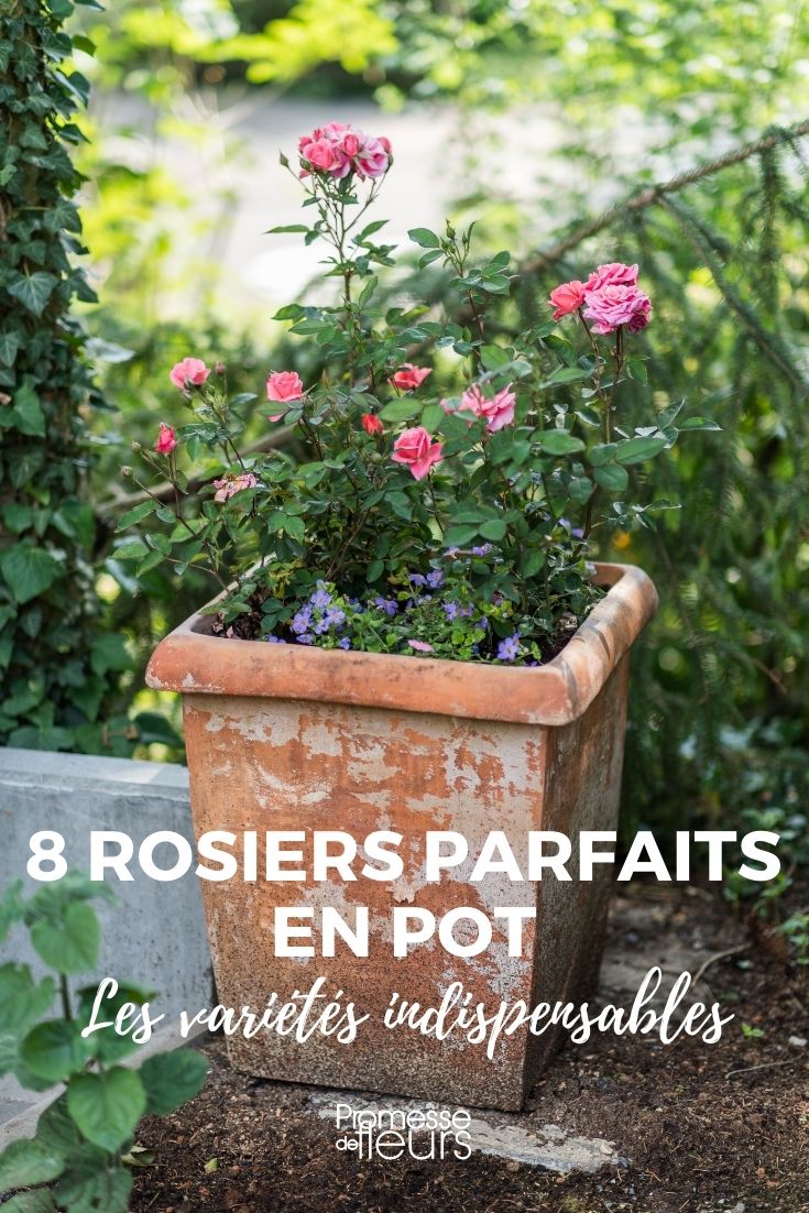 8 rosiers à cultiver en pot