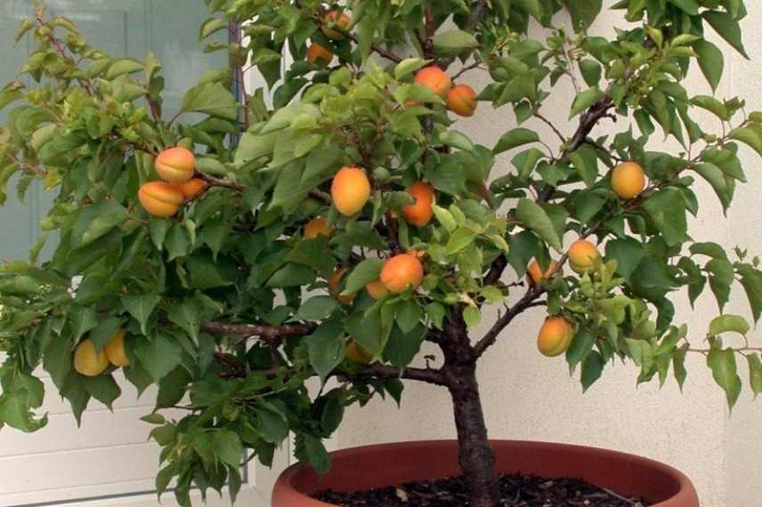 Какие фруктовые деревья можно сажать