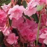 9 arbustes à fleurs roses qu'il faut avoir dans son jardin